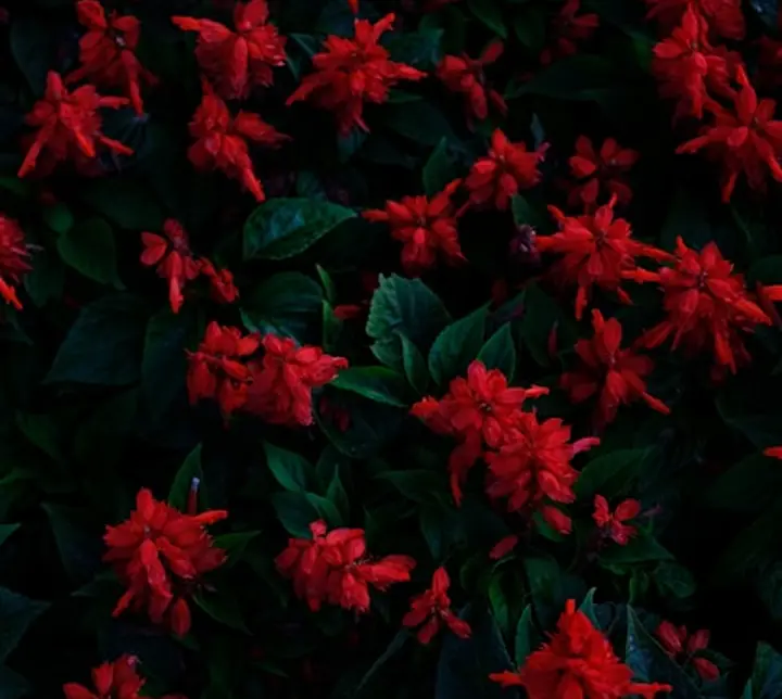 flowers